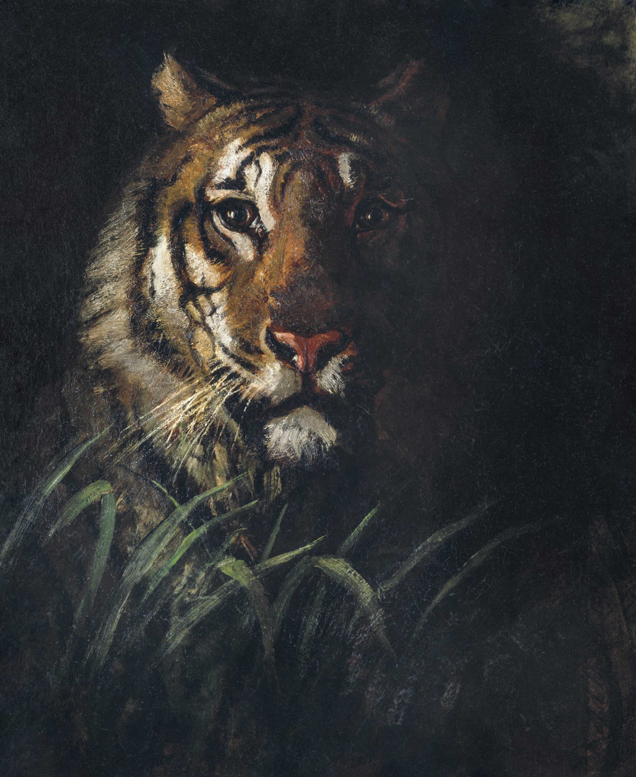 Tiger’s Head